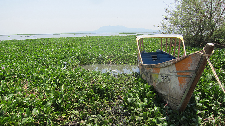 ビクトリア湖を覆い尽くす水草。地元の水産業や交通に壊滅的被害を与えている（ケニア）