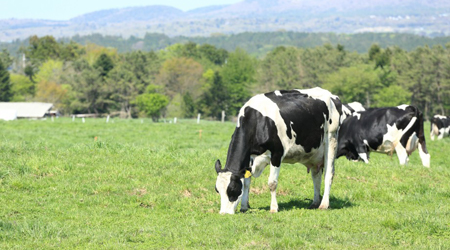 In the past the threat of foot - and - mouth disease approached a prefecture of Kyushu area. The wood vinegar of Meiwa Co., Ltd. succeeded in prevention.